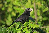 Smooth-billed Ani